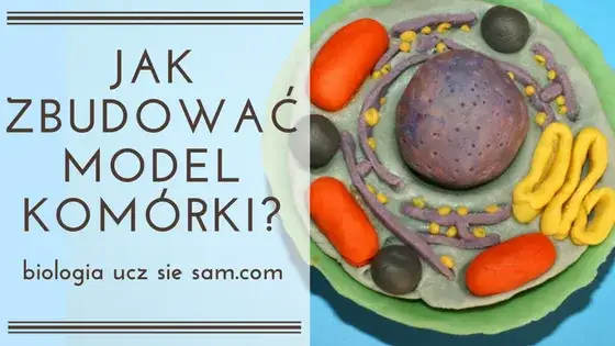 Jak wykonać model komórki roślinnej – proste kroki i materiały