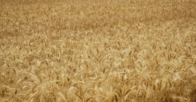 Jakie są obecne ceny zbóż w 2025 roku? Analiza i prognozy