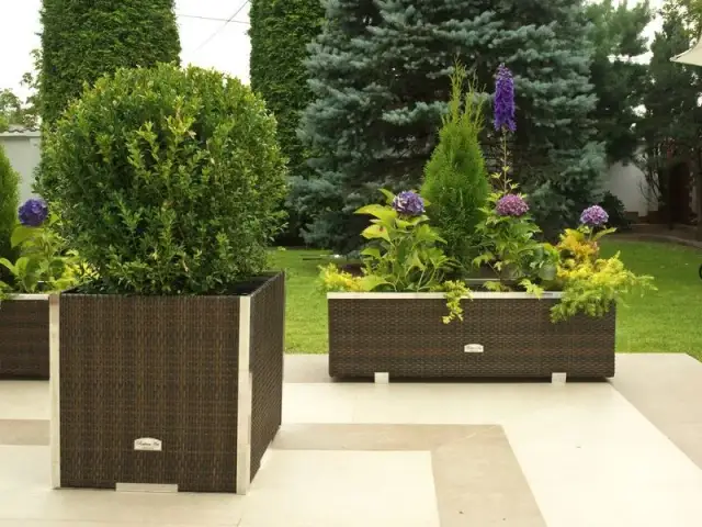 Jakie iglaki do donic na taras? Najlepsze gatunki i pielęgnacja roślin