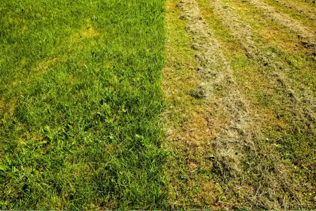 Jaki nawóz do trawy po wertykulacji, aby uzyskać gęsty trawnika?