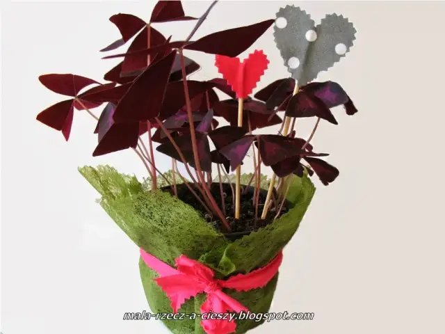 Jak zapakować kwiat doniczkowy na prezent: 5 prostych kroków pakowania