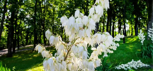 Jak szybko rośnie juka ogrodowa? Odkryj sekrety jej wzrostu