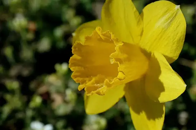 Co oznacza symbol żonkila? Odkryj jego głębokie znaczenie i symbolikę