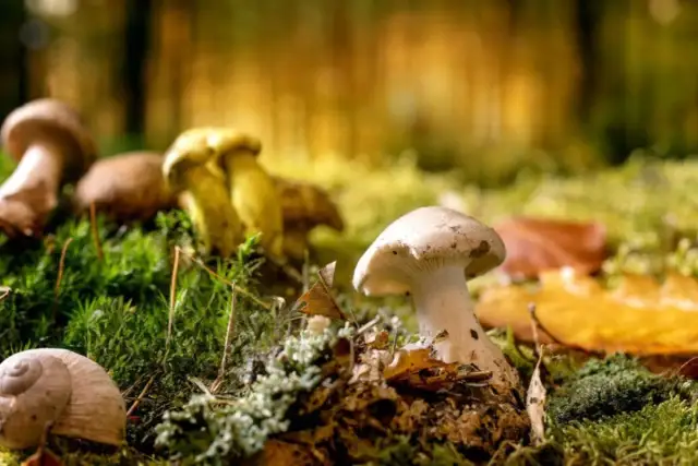 Jakie jadalne grzyby rosną w lesie? Odkryj najcenniejsze gatunki