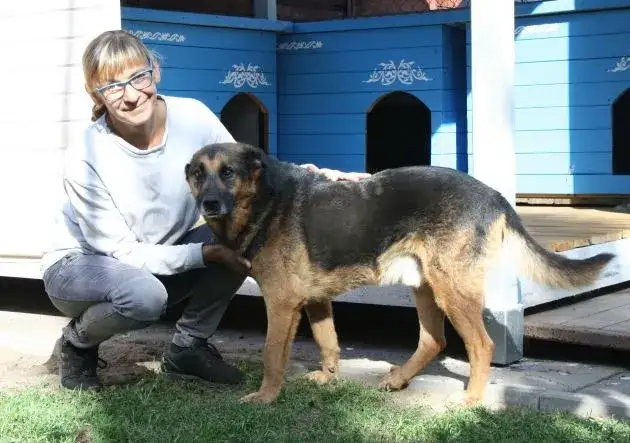 Praca w schronisku dla zwierząt: Jak zacząć i czego się spodziewać