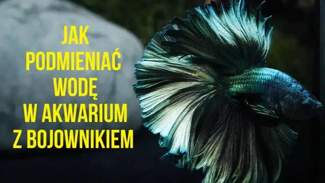 Jak podmieniać wodę w akwarium, aby uniknąć błędów i zadbać o ryby
