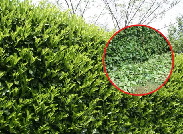 Jak gęsto sadzić laurowiśnię na żywopłot, by uniknąć błędów?