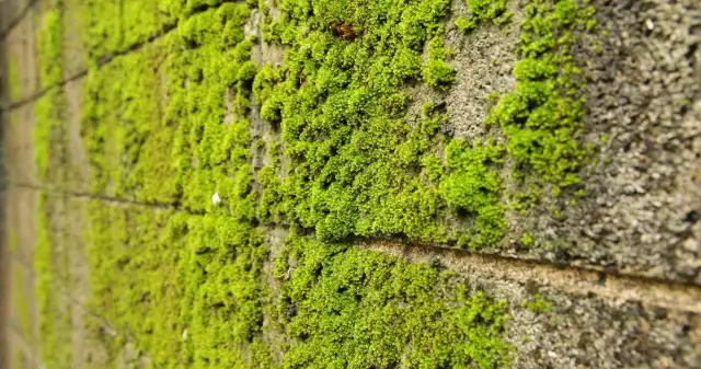 Mech na elewacji? Sprawdź skuteczne sposoby, jak go szybko usunąć