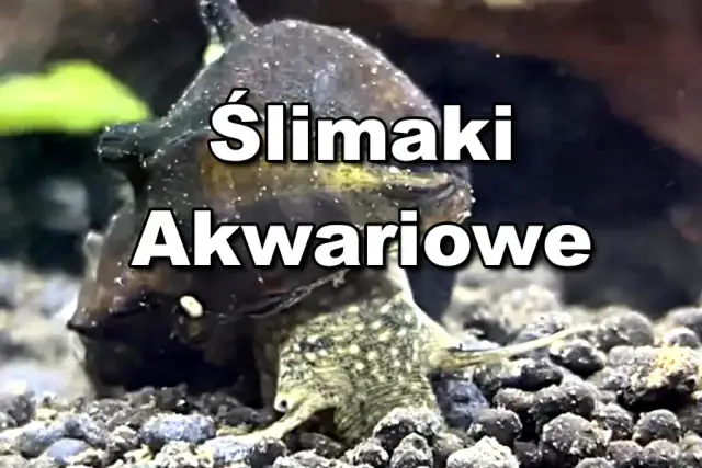Jak rozmnażają się ślimaki w akwarium - sekrety skutecznego hodowli