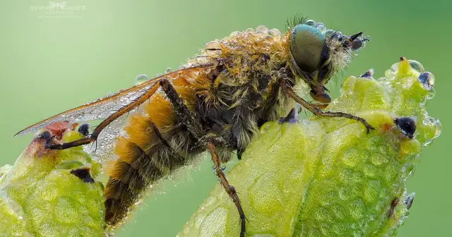 Najlepszy obiektyw do makrofotografii - unikaj błędów w wyborze
