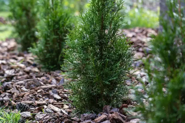 Czy można sadzić tuje w listopadzie? Oto co musisz wiedzieć