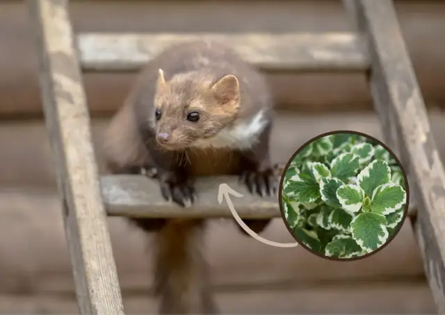 Jak pozbyć się kuny z ogrodu: 7 skutecznych i humanitarnych metod