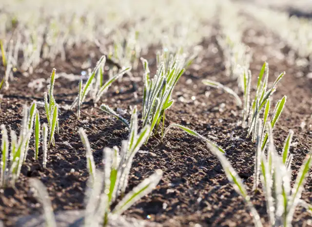 Szkodniki zbóż: jak skutecznie chronić uprawy przed zniszczeniem
