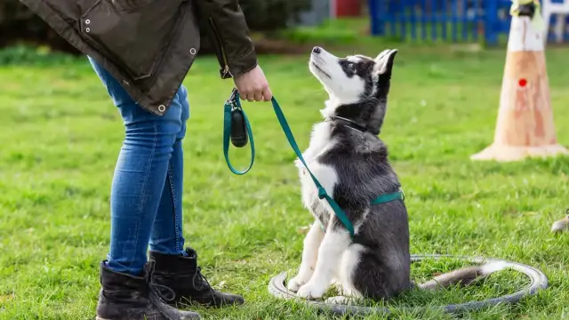 Jak wytresować psa w domu: sprawdzone metody i skuteczne porady
