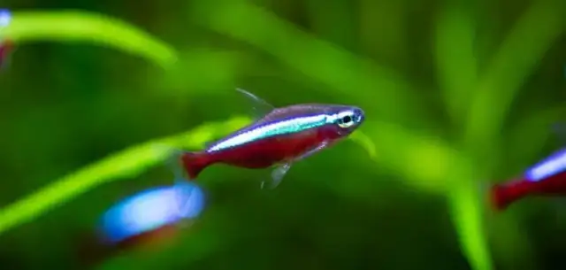 Neonki z jakimi rybami – unikaj błędów przy wyborze towarzystwa