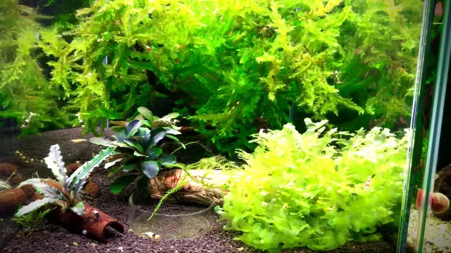 Jak skutecznie karmić krewetki w akwarium z rybkami - 5 porad