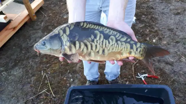 Wie groß können Karpfen werden? Unglaubliche Größen und Fakten enthüllt