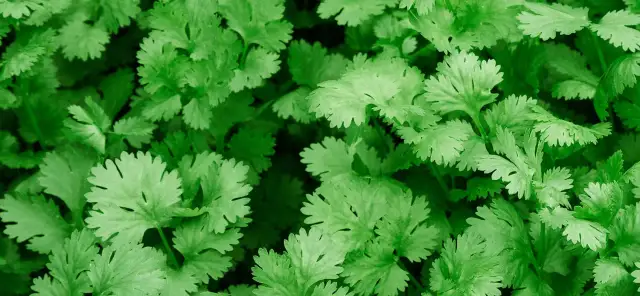 Kolendra przyprawa do czego? Odkryj jej niezwykłe zastosowania w kuchni