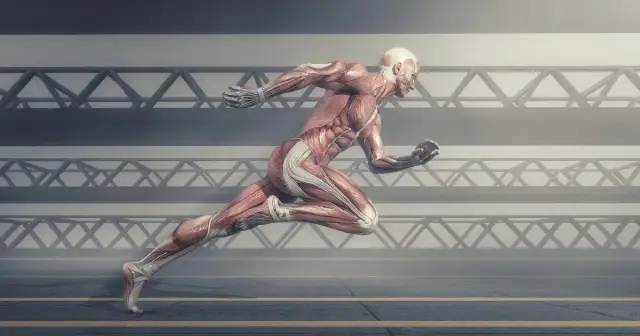 Entiende el sistema muscular y su funcionamiento en el cuerpo humano