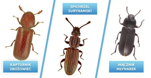 Szkodniki zbóż w magazynach: identyfikacja i skuteczne metody walki