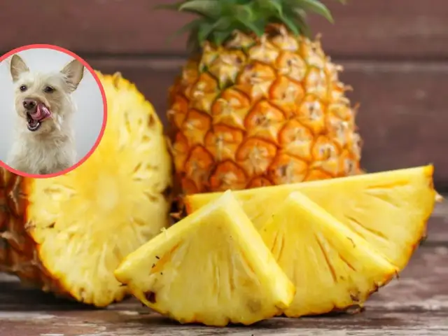 Czy pies może jeść ananasa z puszki? Bezpieczeństwo i zdrowotne zagrożenia