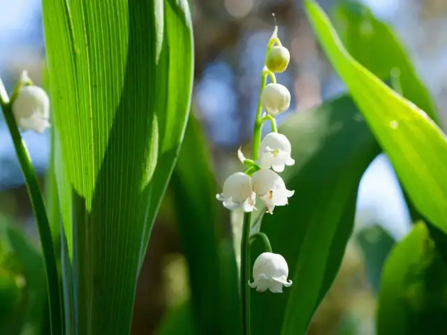 Kiedy kwitną konwalie w lesie? Odkryj ich piękno w maju i czerwcu
