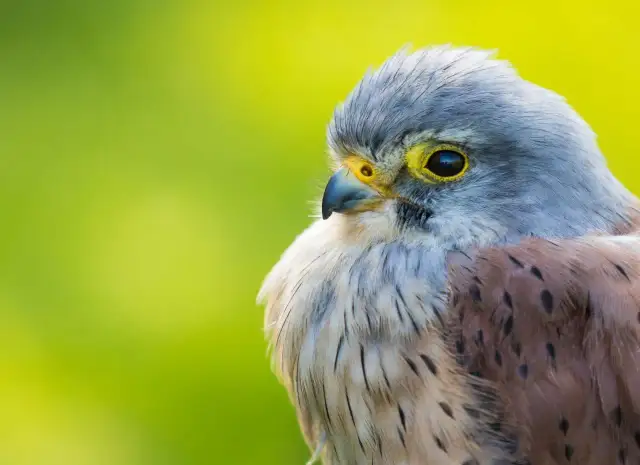 Pustułka czym się żywi - odkryj tajemnice jej diety i polowań