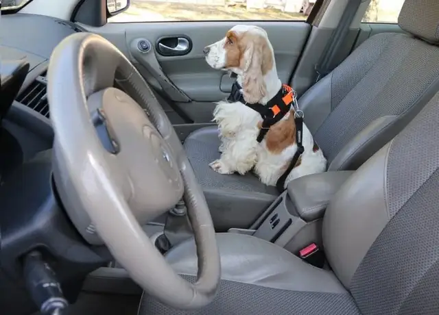 Jak bezpiecznie przewieźć psa w samochodzie: 5 skutecznych sposobów