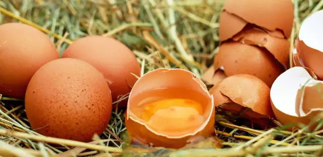 Jakie kury znoszą jajka bez cholesterolu? Odkryj zdrowe rasy kur