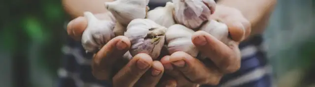 Kiedy siać czosnek, aby uniknąć błędów i cieszyć się plonami