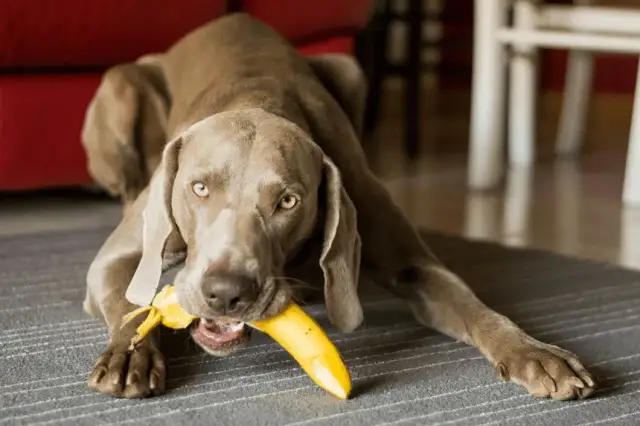 Czy szczeniak może jeść banana? Bezpieczne owoce dla psa i ich zagrożenia
