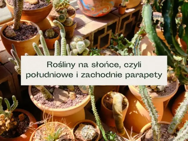 Jakie kwiaty doniczkowe na południowe okno – rośliny, które przetrwają słońce