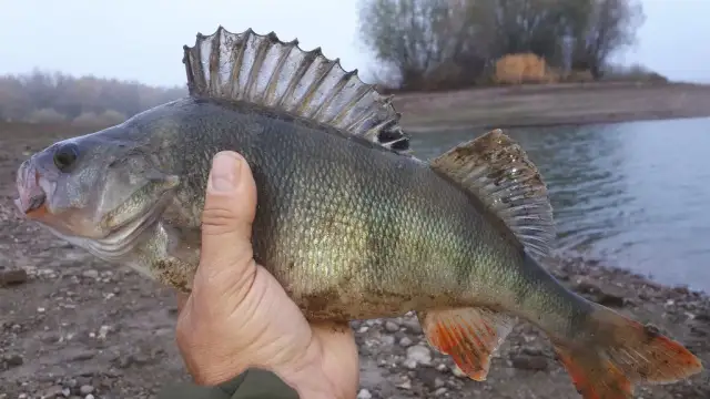 Jakie ryby można łowić na spinning? Sprawdź najlepsze gatunki i techniki