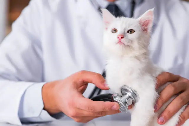 Wann muss eine Katze zum Tierarzt? Wichtige Hinweise zur Gesundheit