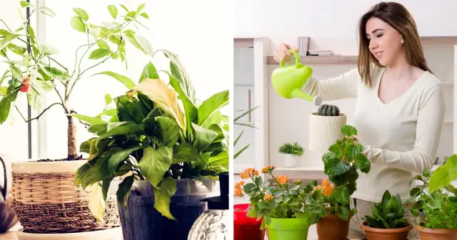 Jakie kwiaty do kwietnika: wybierz rośliny, które zachwycą każdego