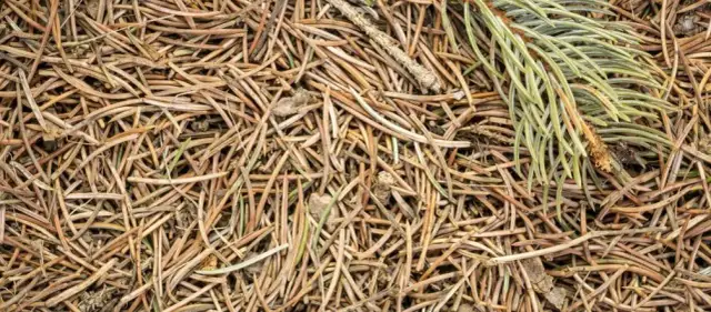 Czy igliwie zakwasza glebę i jak wpływa na rośliny kwasolubne?