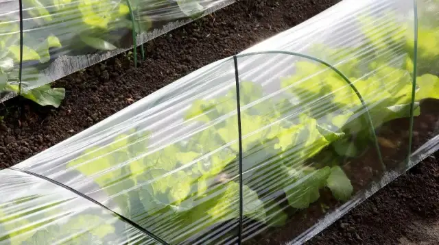Co posadzić w tunelu ogrodowym, aby uzyskać najlepsze plony?