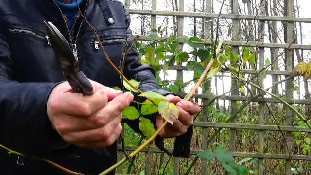 Jak przycinać jeżyny, aby uniknąć błędów i zwiększyć plony