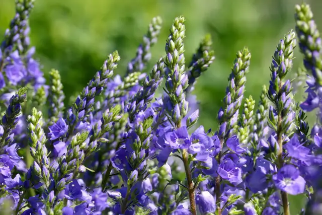 Jakie kwiaty sadzimy do gruntu w marcu? Lista i porady ogrodnika