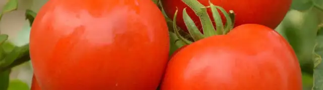 Kiedy można sadzić pomidory do gruntu, aby uniknąć przymrozków?