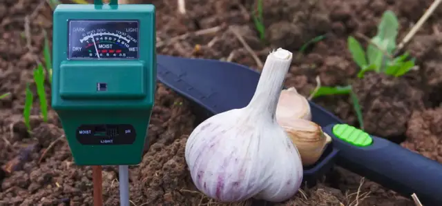 Jak zakwasić ziemię w doniczce - proste metody na idealne pH