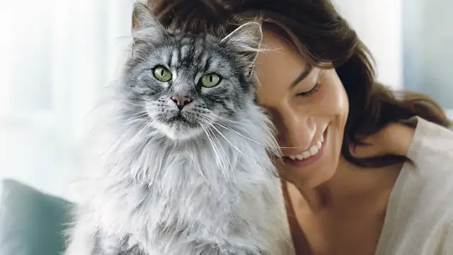 Was kostet eine Katze? Die versteckten Kosten der Katzenhaltung verstehen