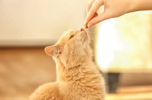 Ile je mały kotek? Poznaj kluczowe zasady karmienia i zdrowia