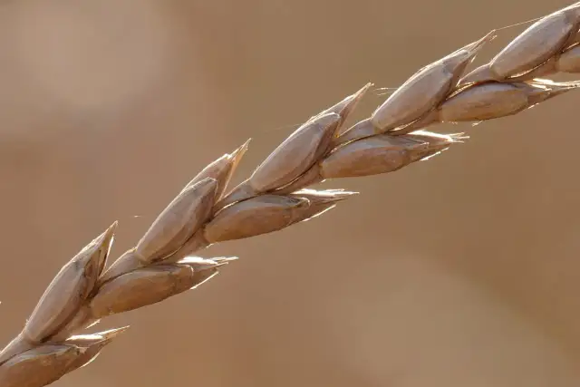 Orkisz - starodawne zboże z nowoczesnymi korzyściami