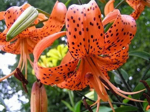 Które lilie zimują w gruncie? Odkryj odporne odmiany na mróz