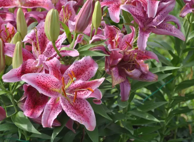 Jaki nawóz pod lilie, aby zapewnić im zdrowy wzrost i kwitnienie