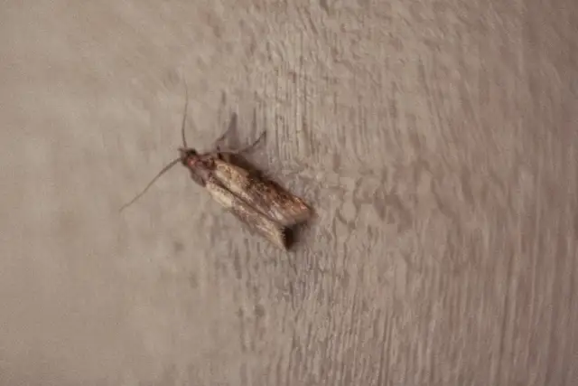 Jak walczyć z molami w kuchni - skuteczne sposoby na pozbycie się ich