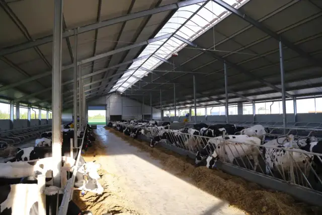 Ile kosztuje budowa obory na 30 sztuk bydła? Rzeczywiste wydatki i dofinansowanie.