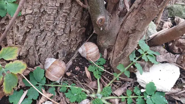 Jak rozmnażają się winniczki? Fascynujący proces i tajemnice ich życia