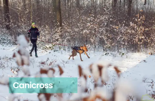 Jak zacząć biegać z psem: unikaj błędów i ciesz się wspólnym treningiem